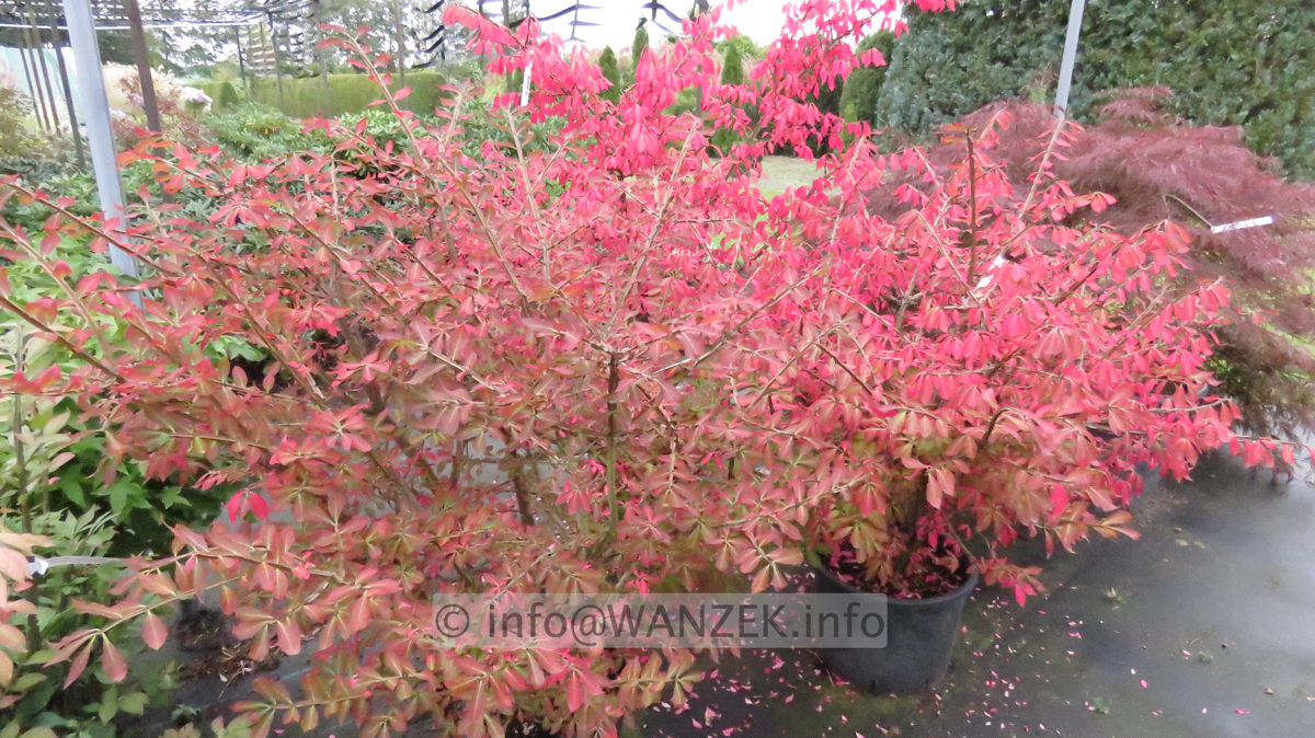 Euonymus alatus var. phellomanus Herbst 2016.JPG
